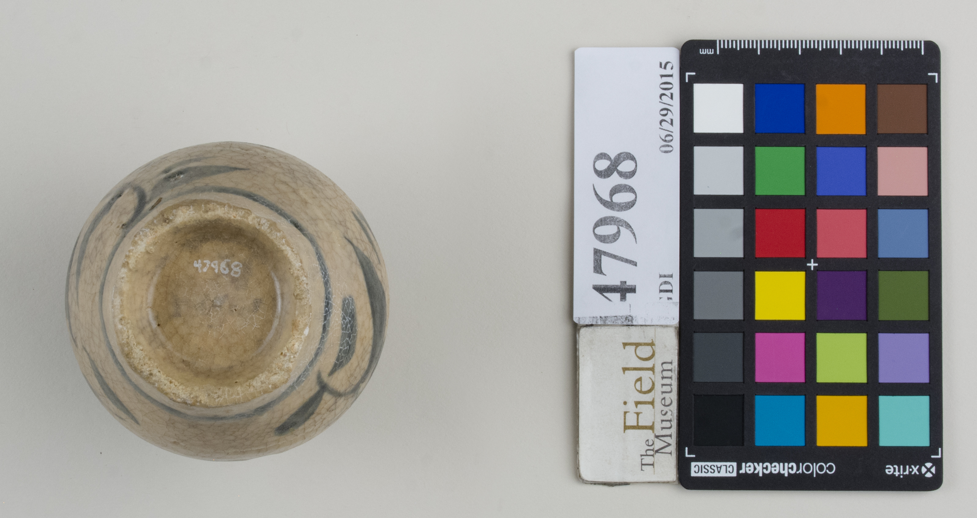 Bottom (c) Field Museum of Natural History - CC BY-NC 4.0