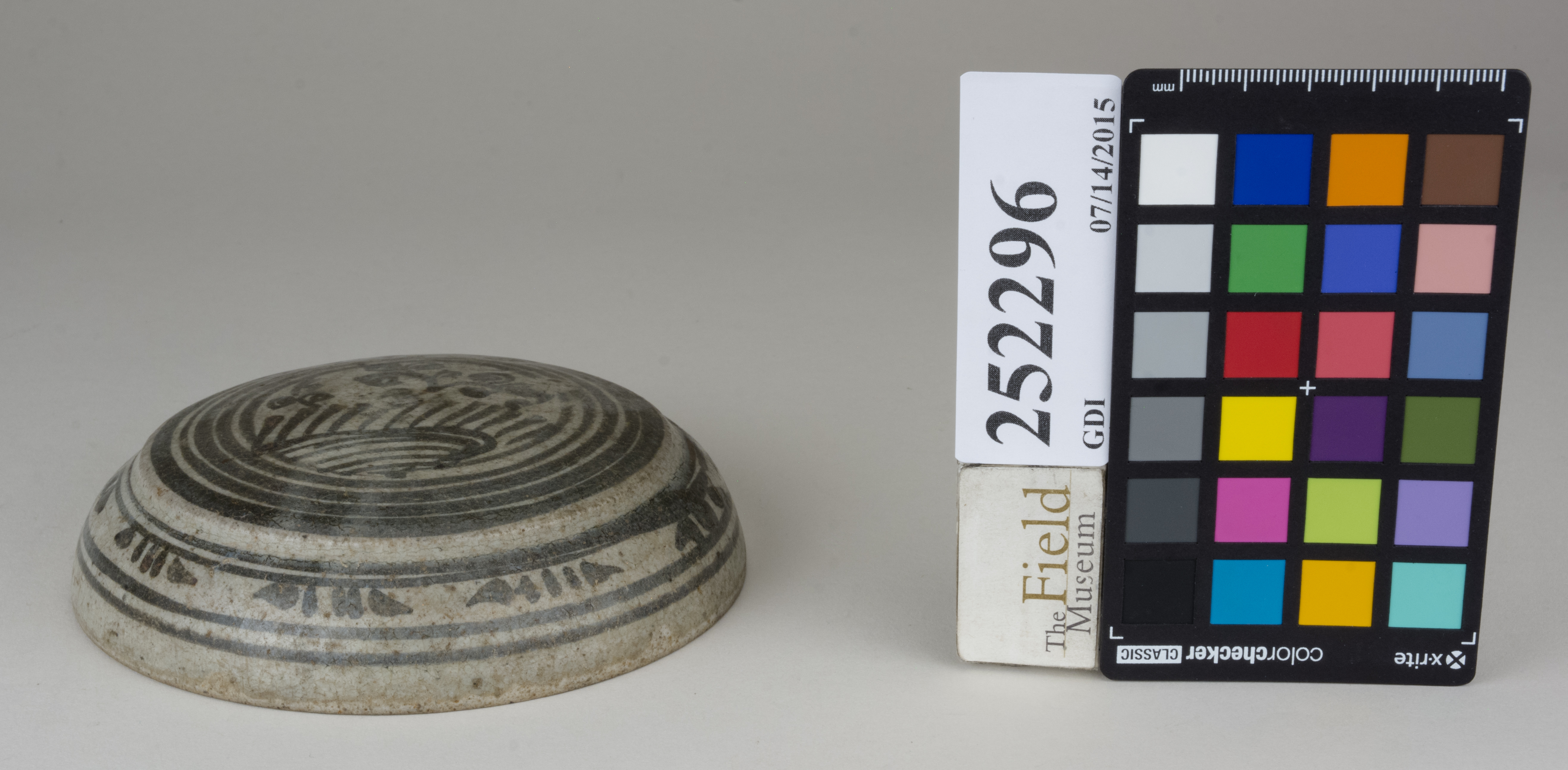 FrontAngle (c) Field Museum of Natural History - CC BY-NC 4.0