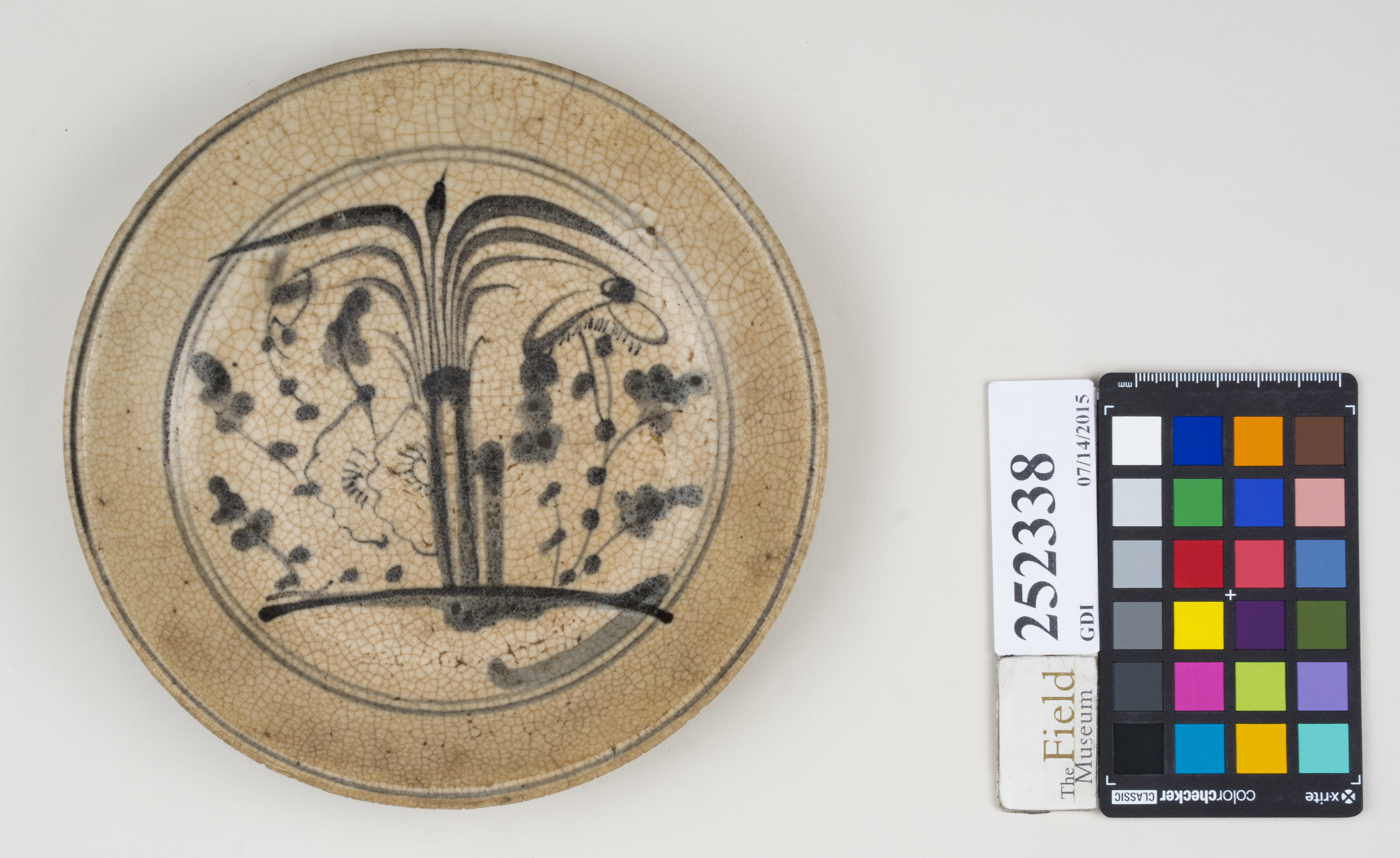 Top (c) Field Museum of Natural History - CC BY-NC 4.0