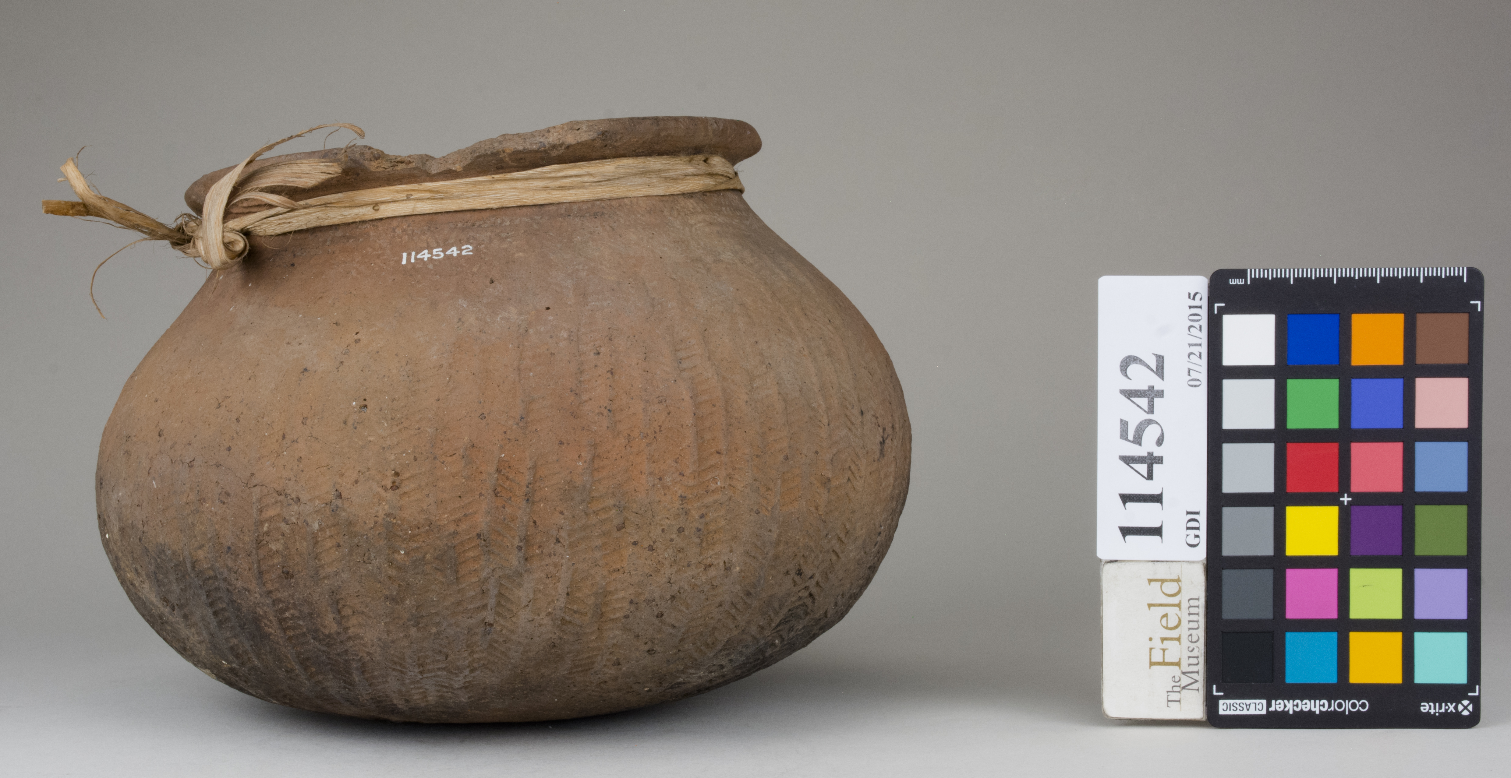 Front (c) Field Museum of Natural History - CC BY-NC 4.0