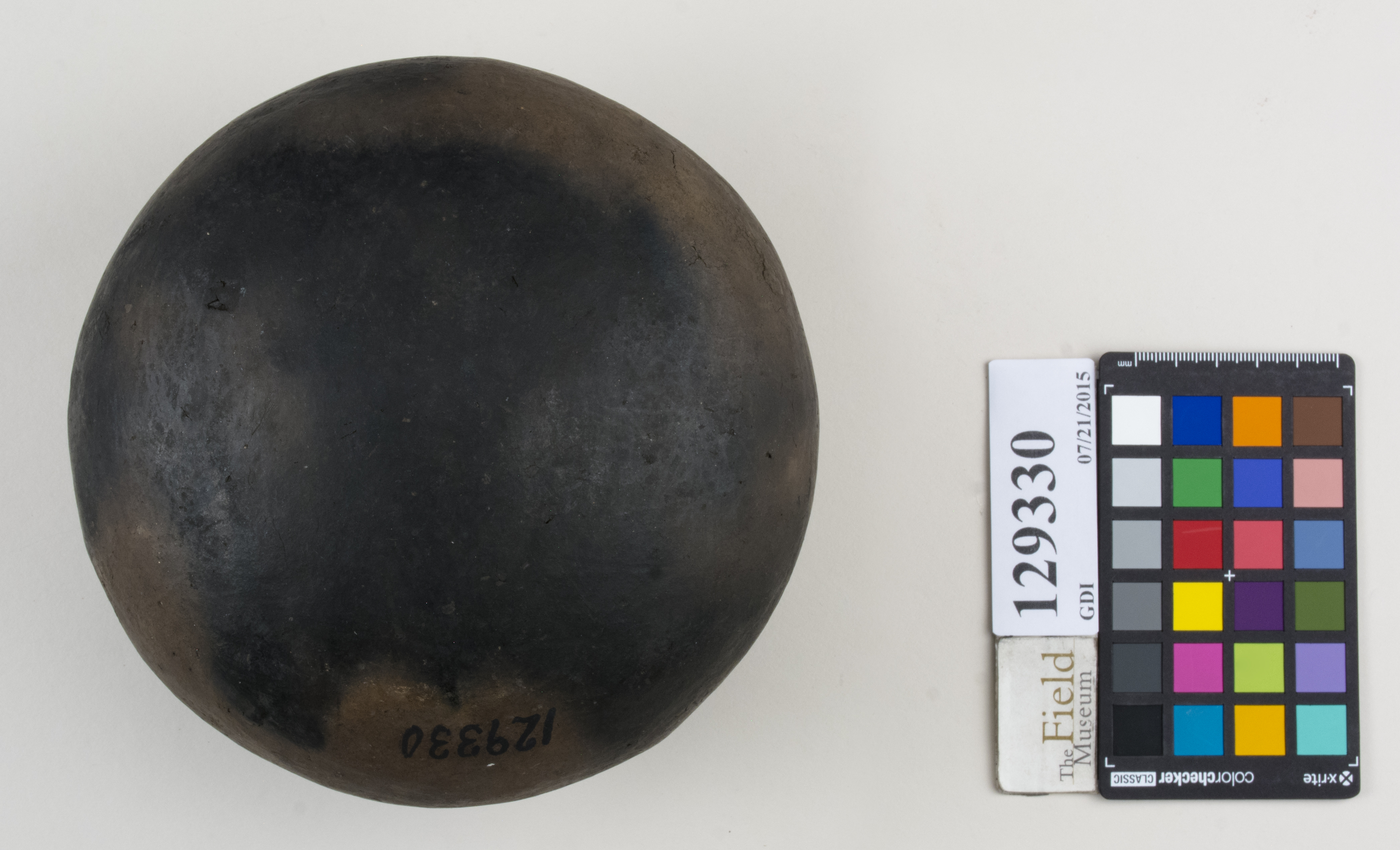 Bottom (c) Field Museum of Natural History - CC BY-NC 4.0