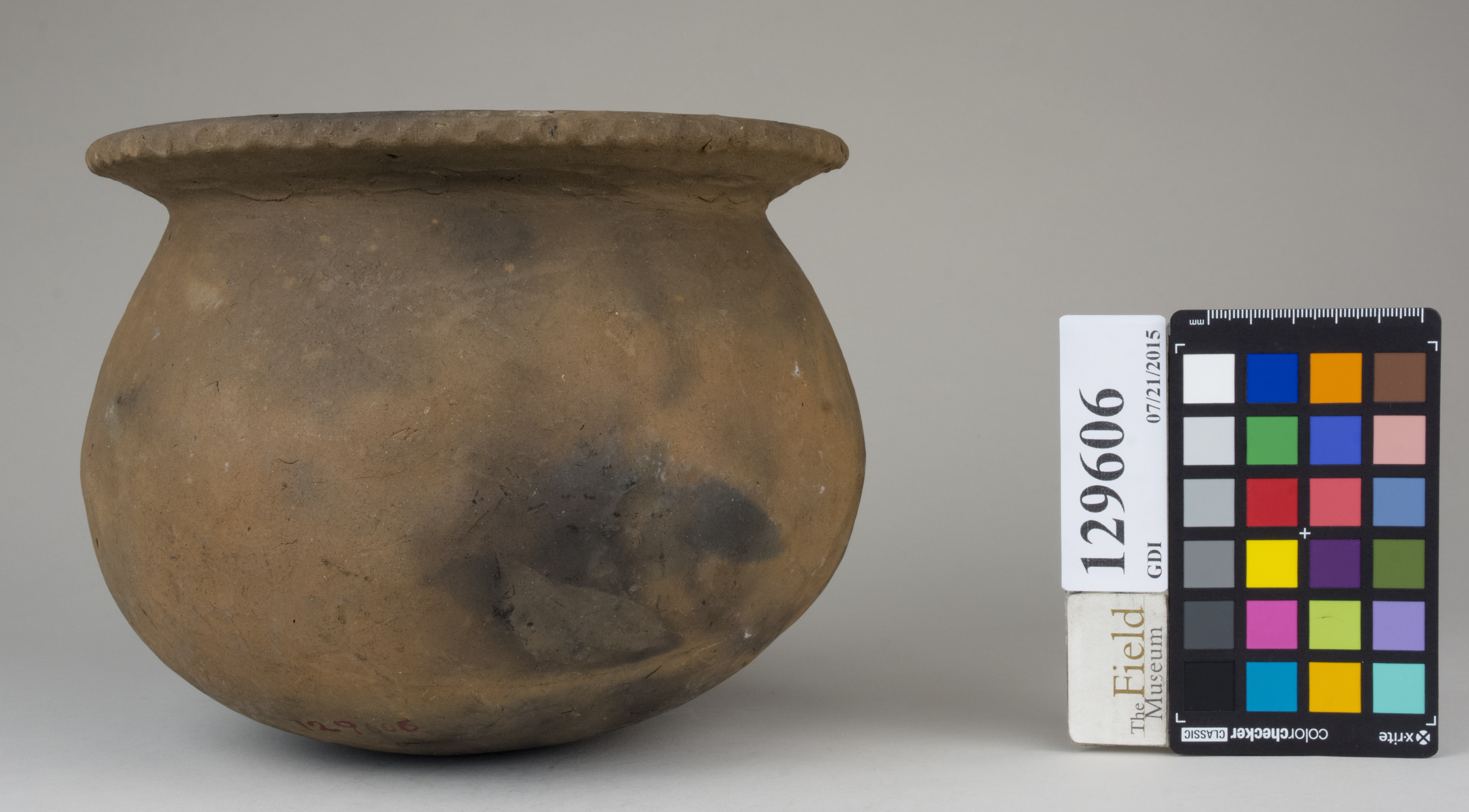 reference image, back (c) Field Museum of Natural History - CC BY-NC 4.0