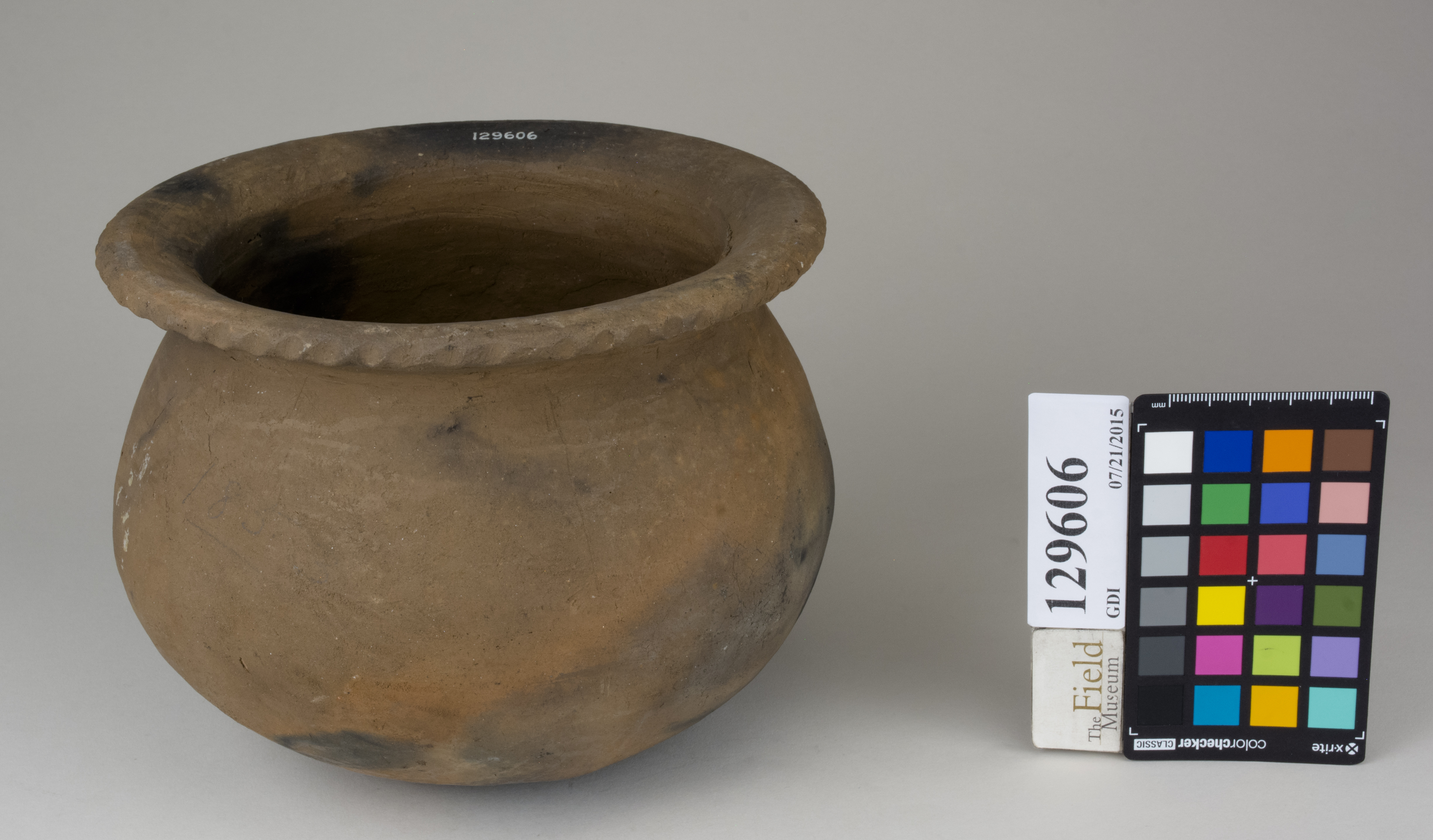 FrontAngle (c) Field Museum of Natural History - CC BY-NC 4.0