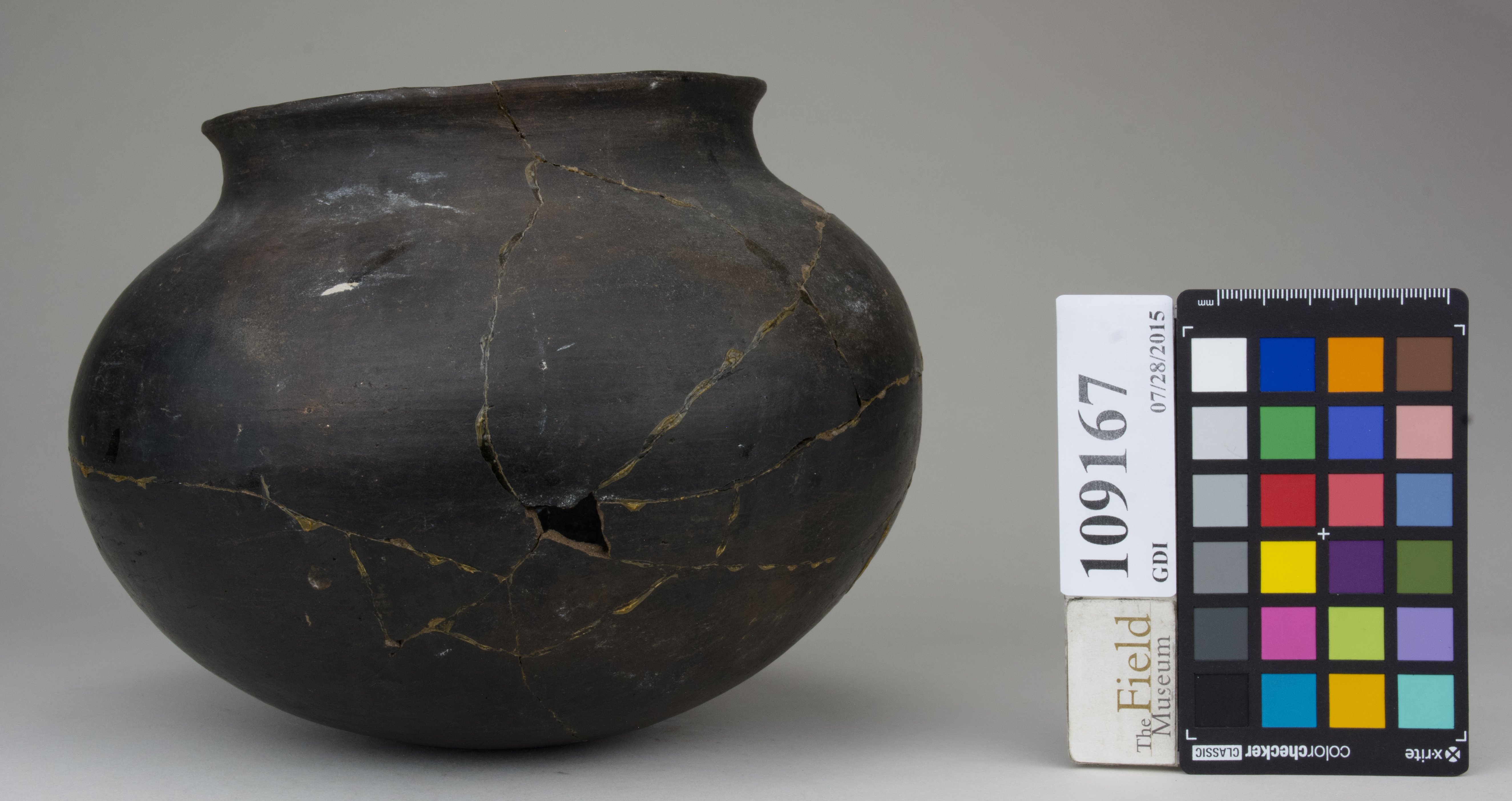 reference image, back (c) Field Museum of Natural History - CC BY-NC 4.0