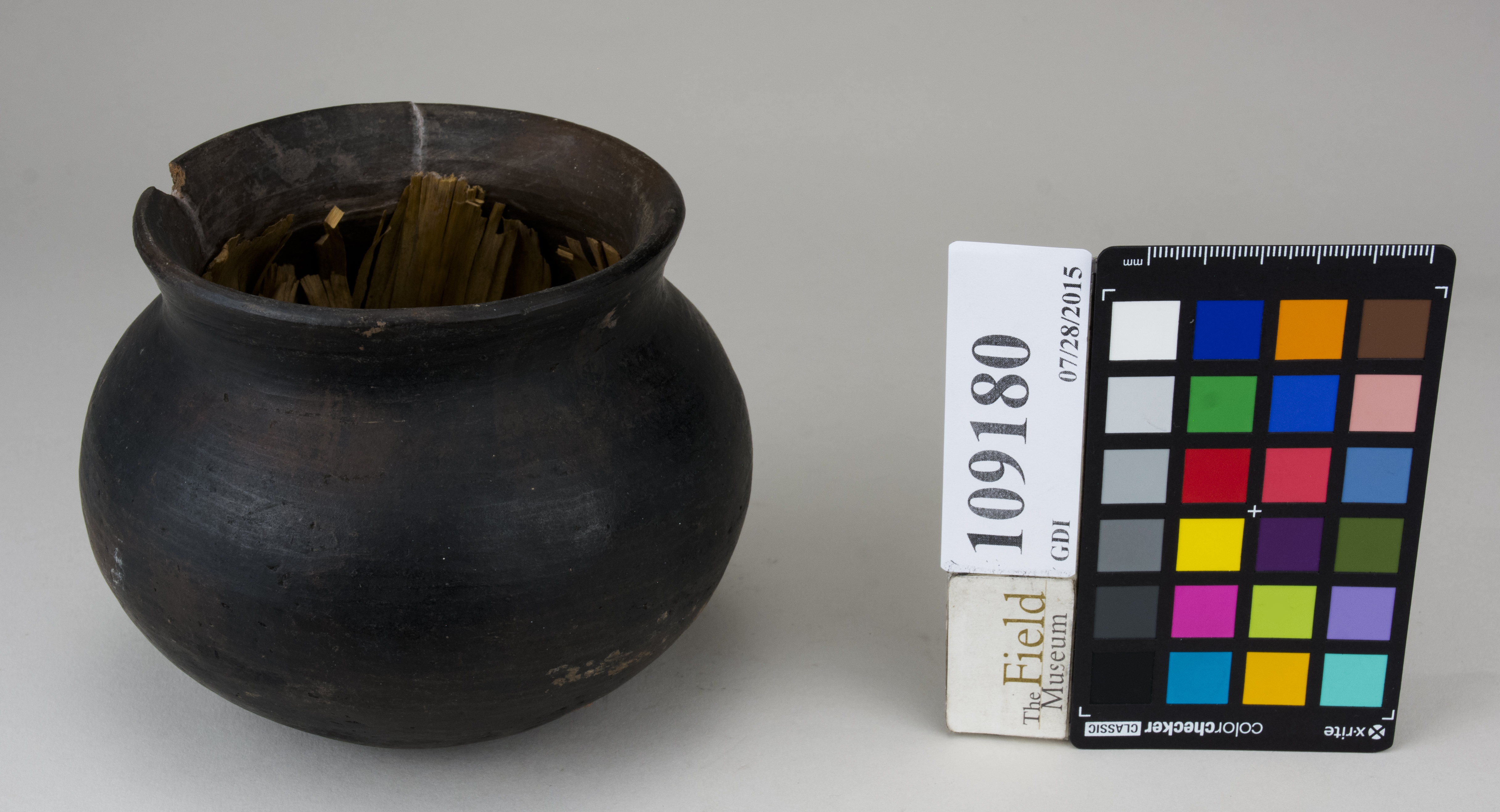 FrontAngle (c) Field Museum of Natural History - CC BY-NC 4.0