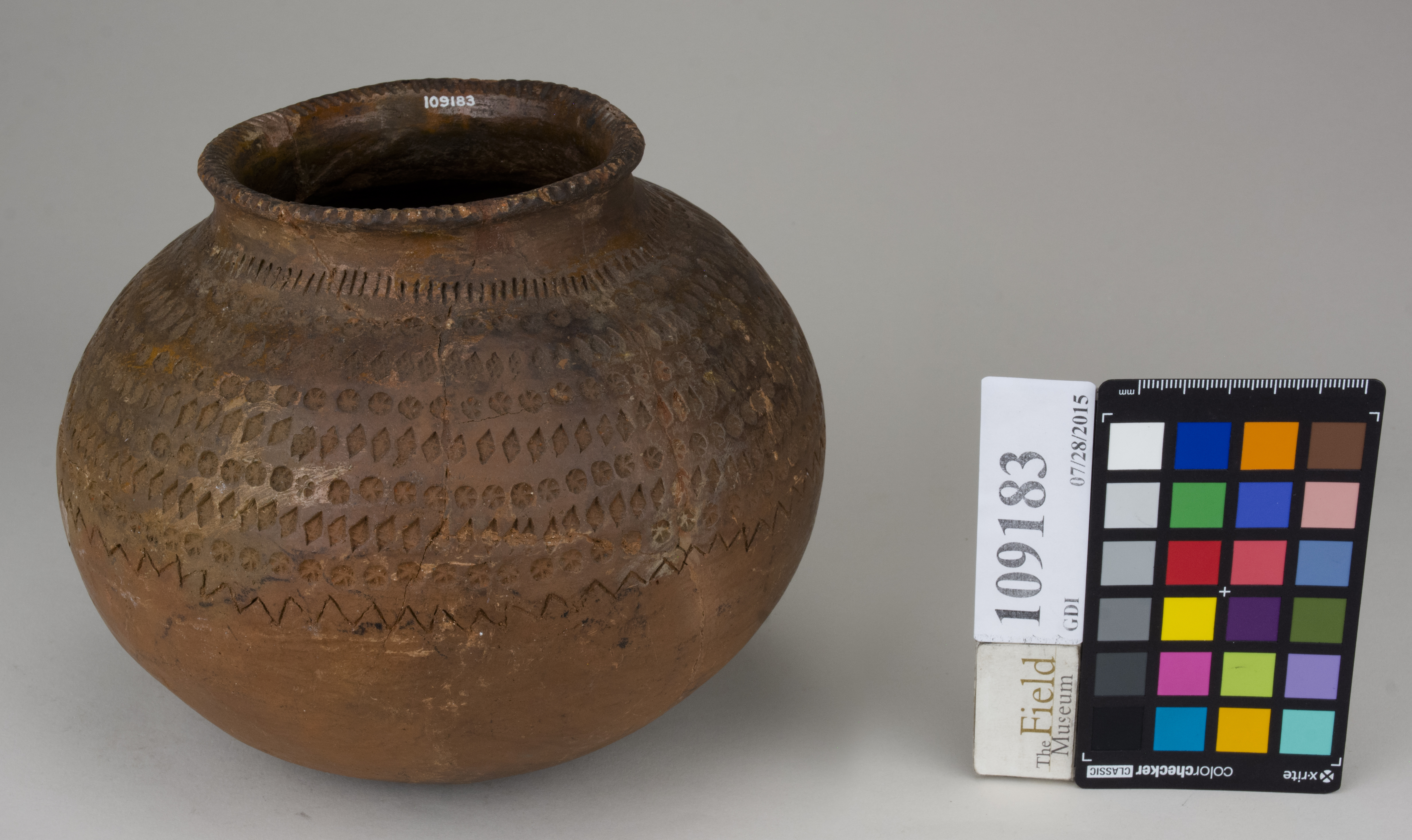 FrontAngle (c) Field Museum of Natural History - CC BY-NC 4.0