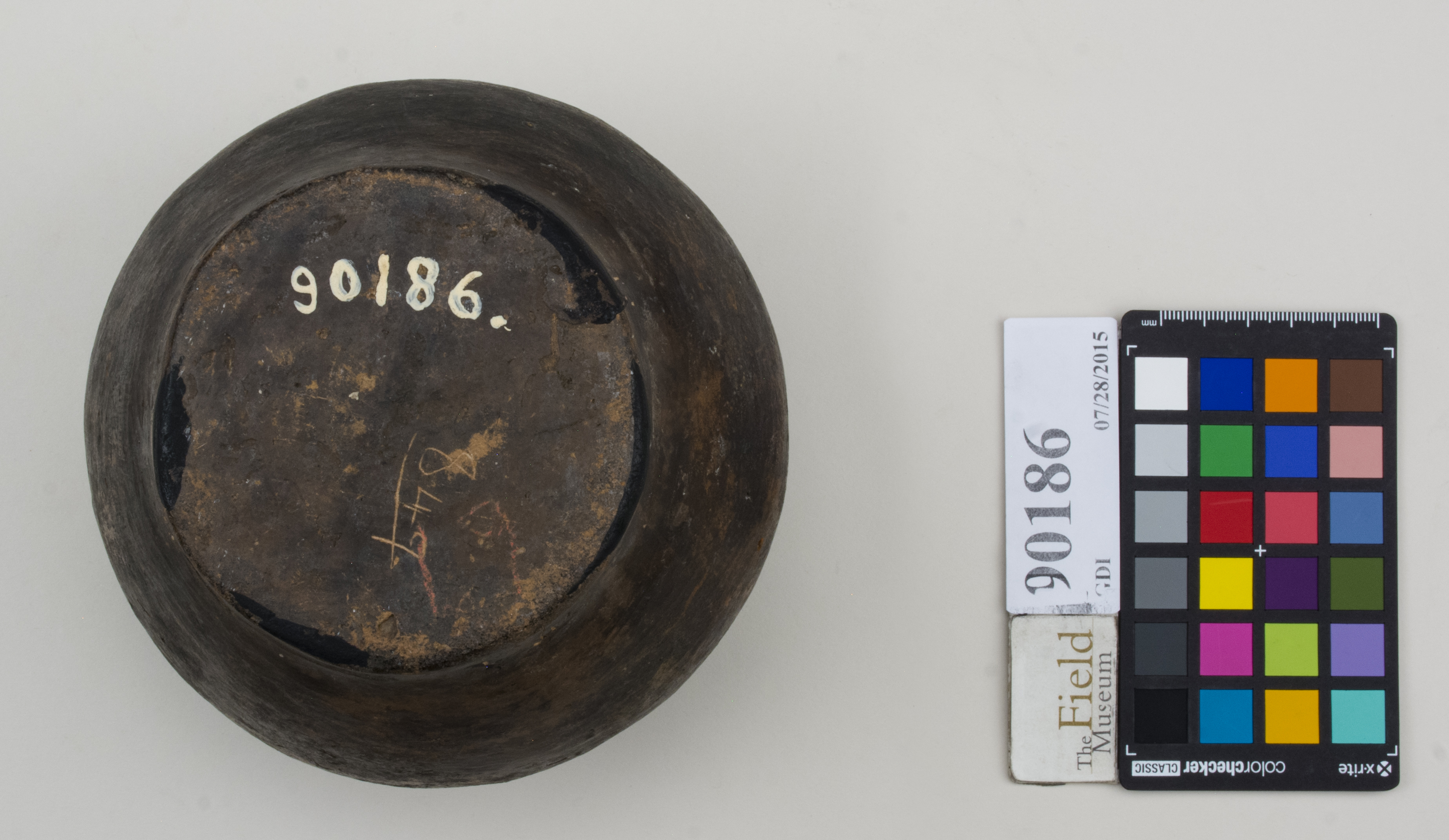 Bottom (c) Field Museum of Natural History - CC BY-NC 4.0