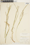 Carex debilis var. rudgei image