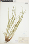 Carex debilis var. rudgei image