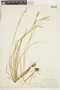 Carex debilis var. rudgei image
