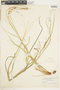 Carex debilis var. rudgei image