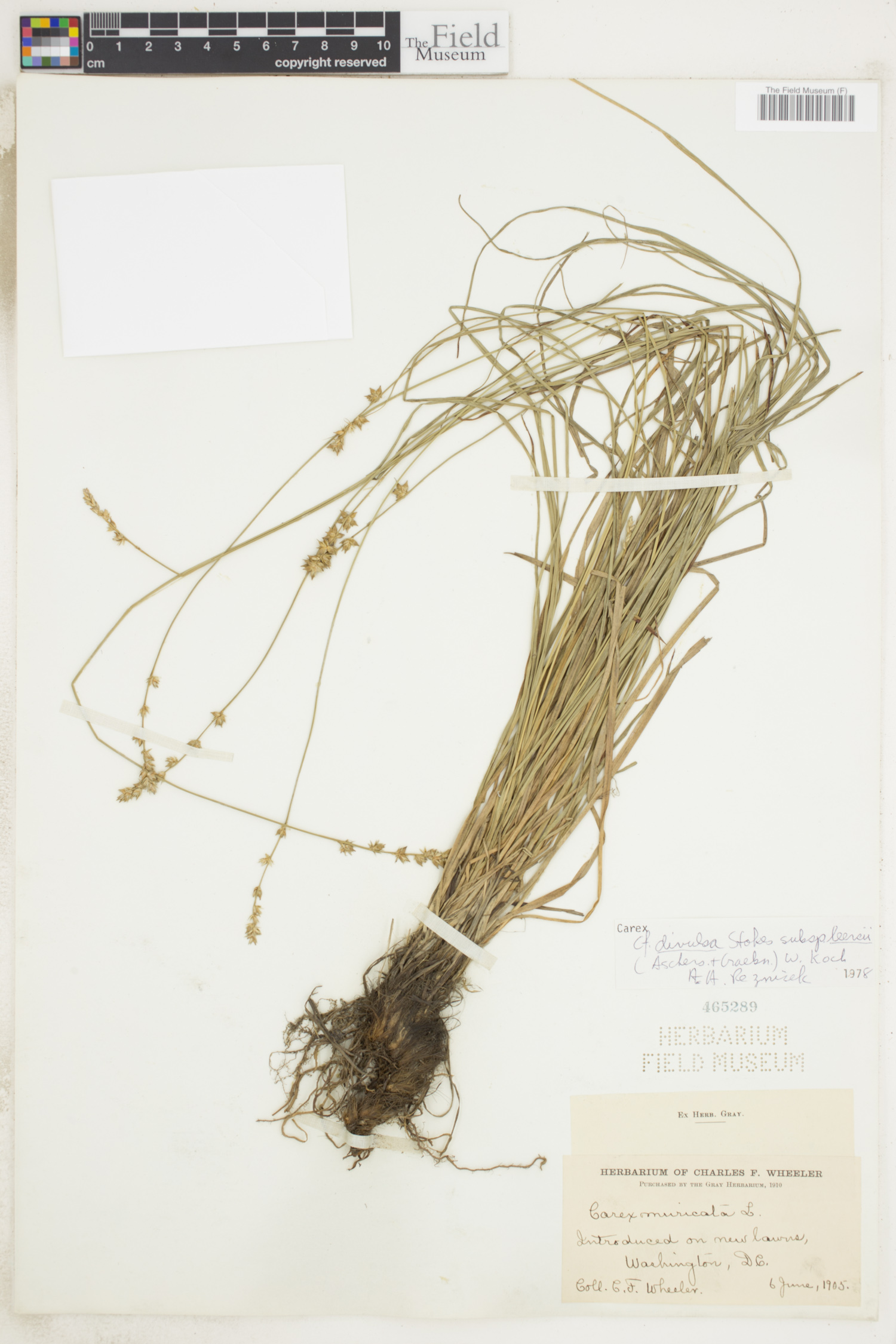 Carex divulsa image