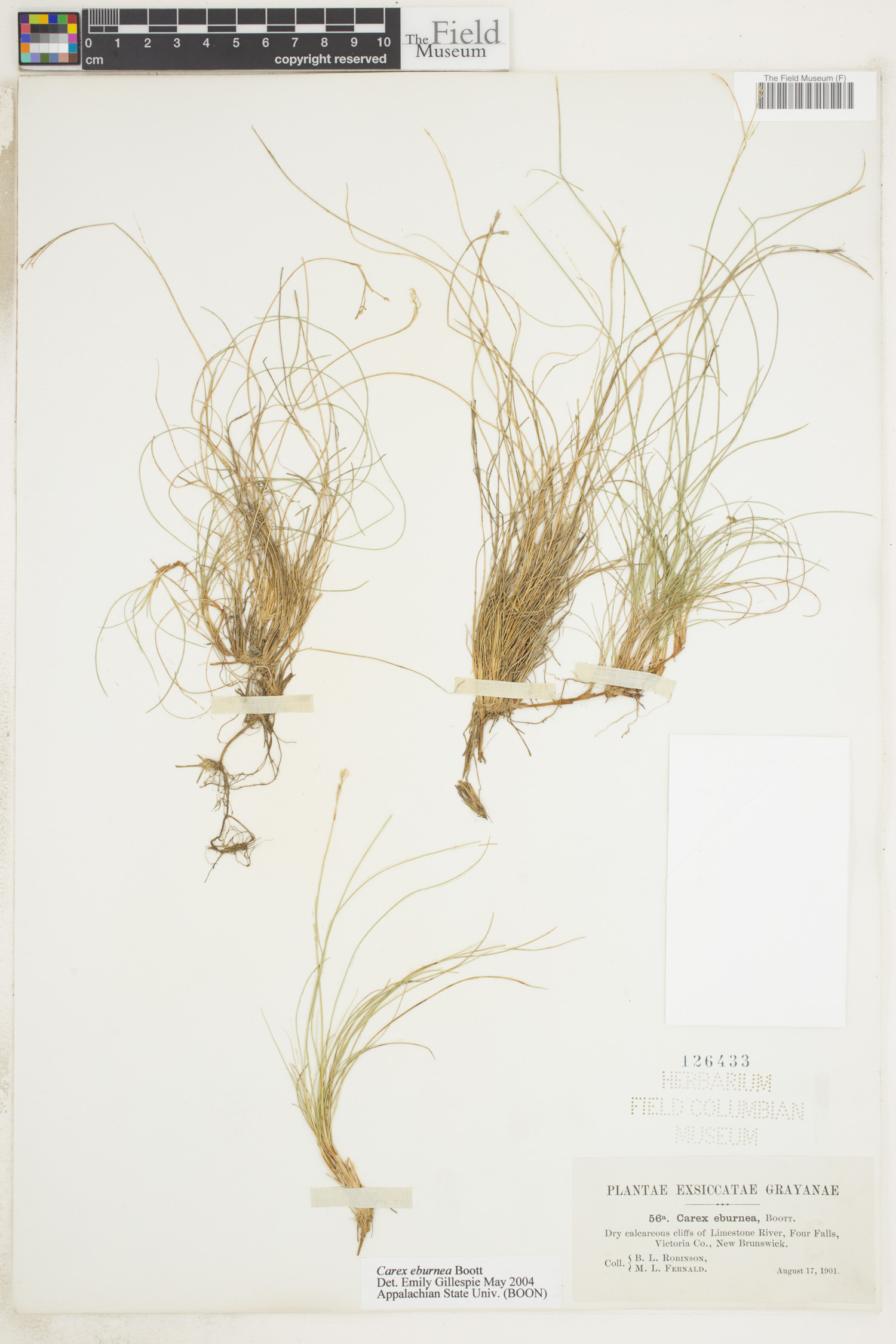 Carex eburnea image