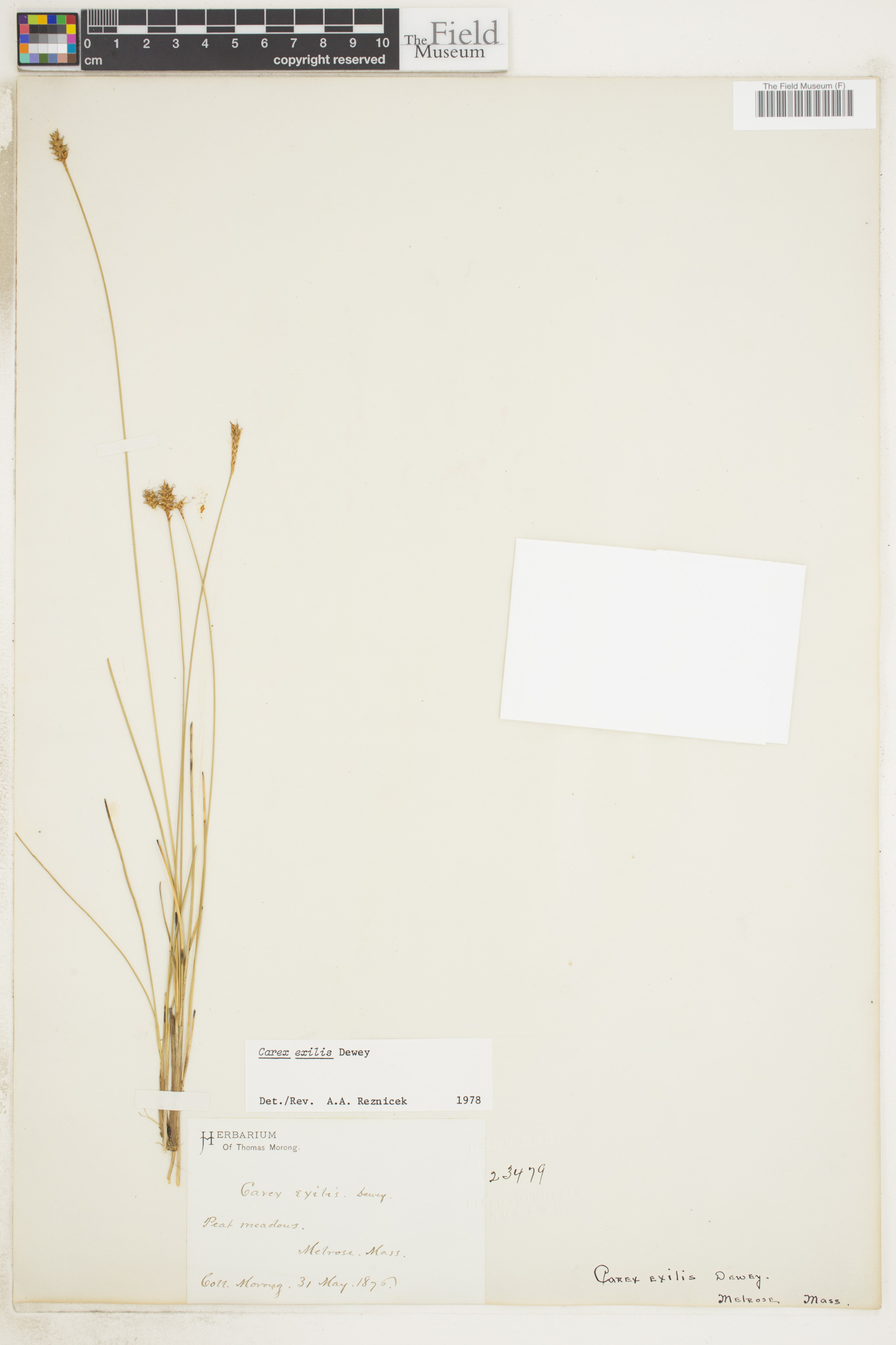 Carex exilis image