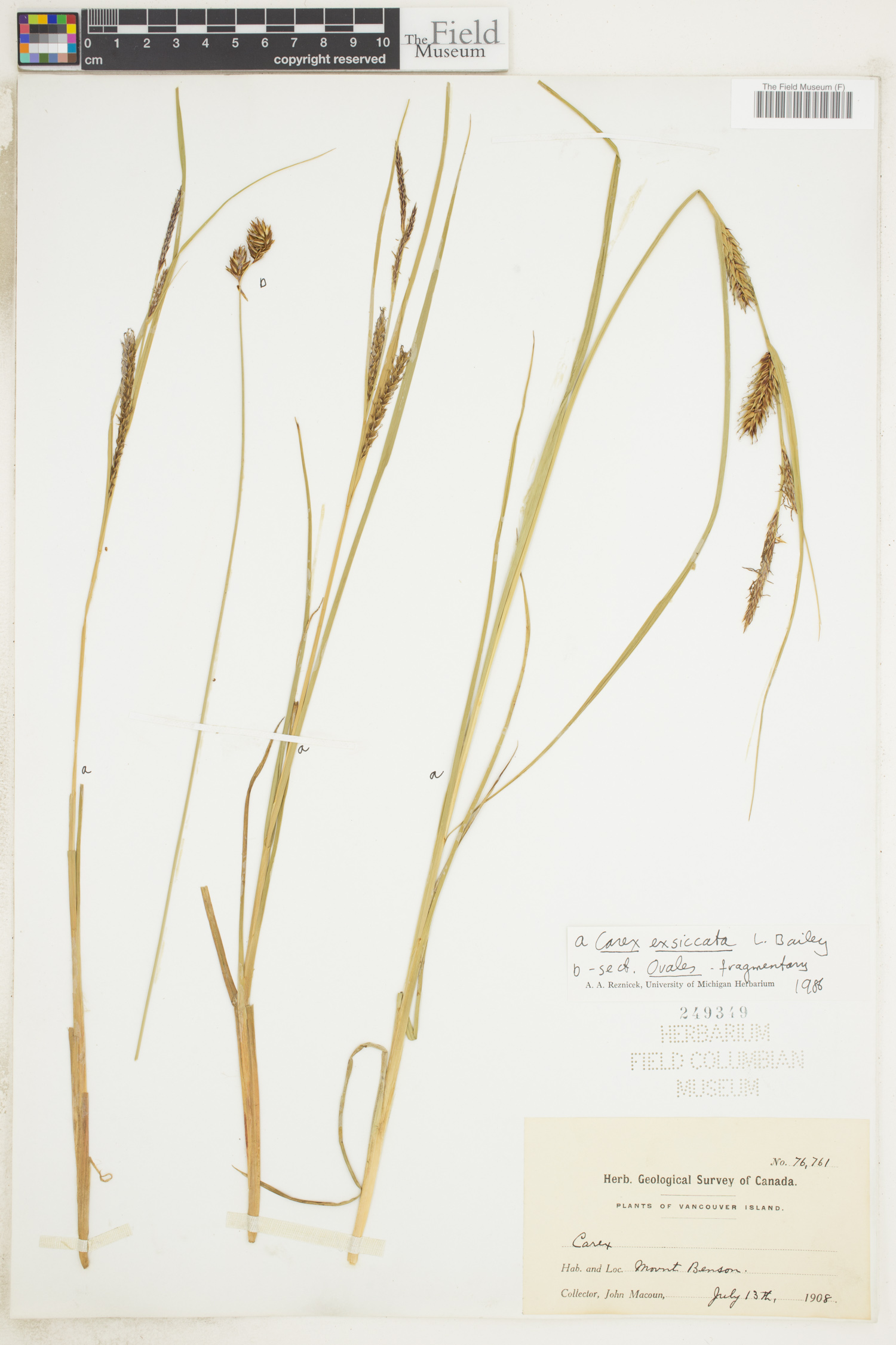 Carex exsiccata image