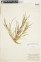 Carex flaccosperma image