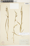 Carex flaccosperma image