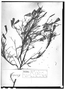 Porophyllum angustissimum image