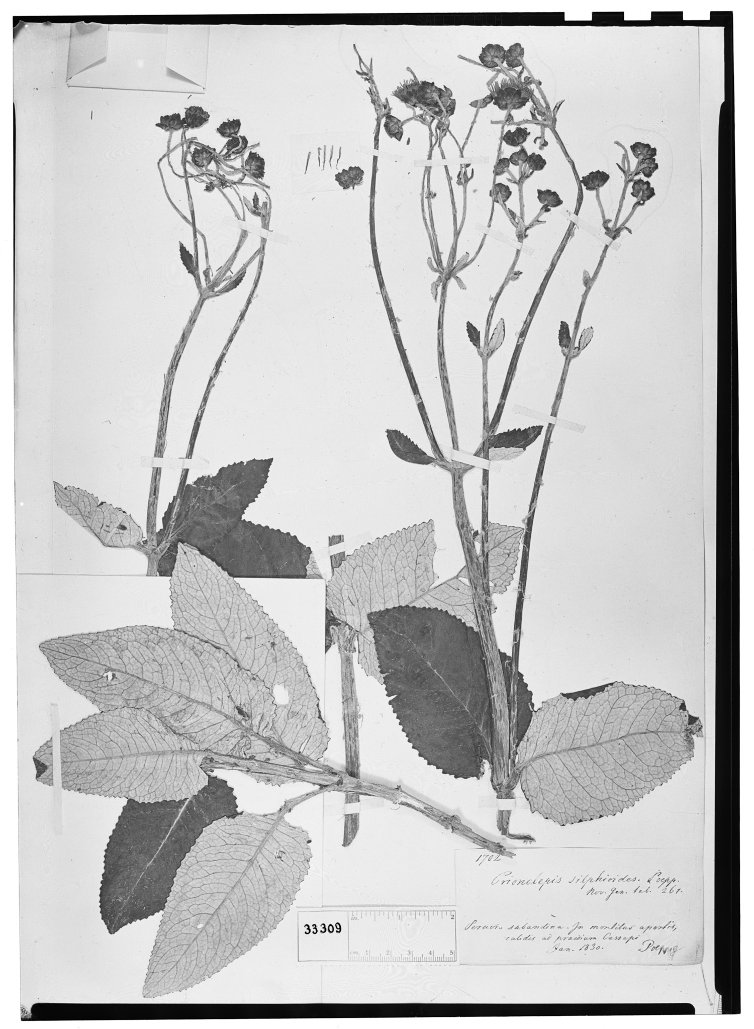 Munnozia silphioides image