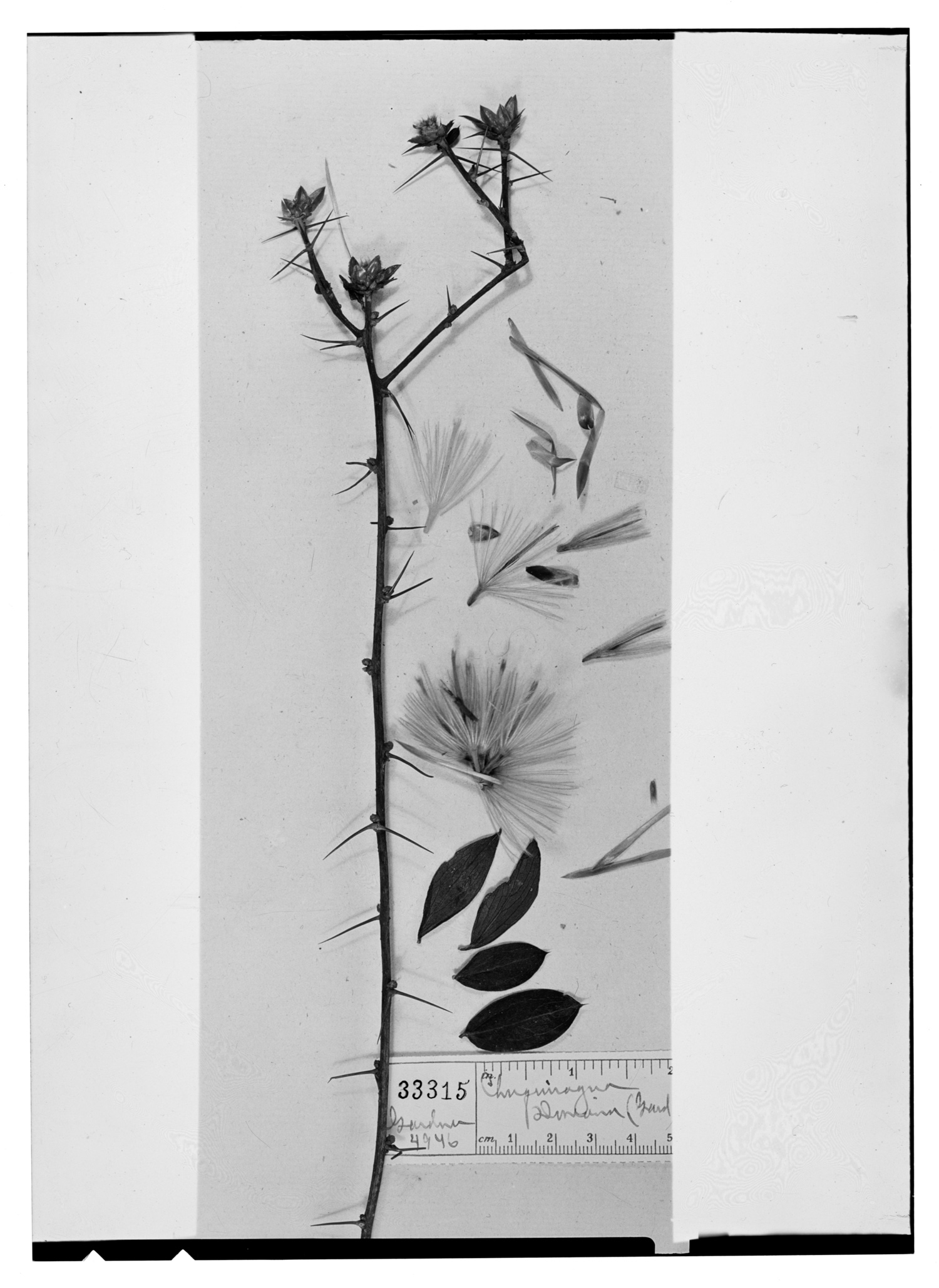 Dasyphyllum donianum image