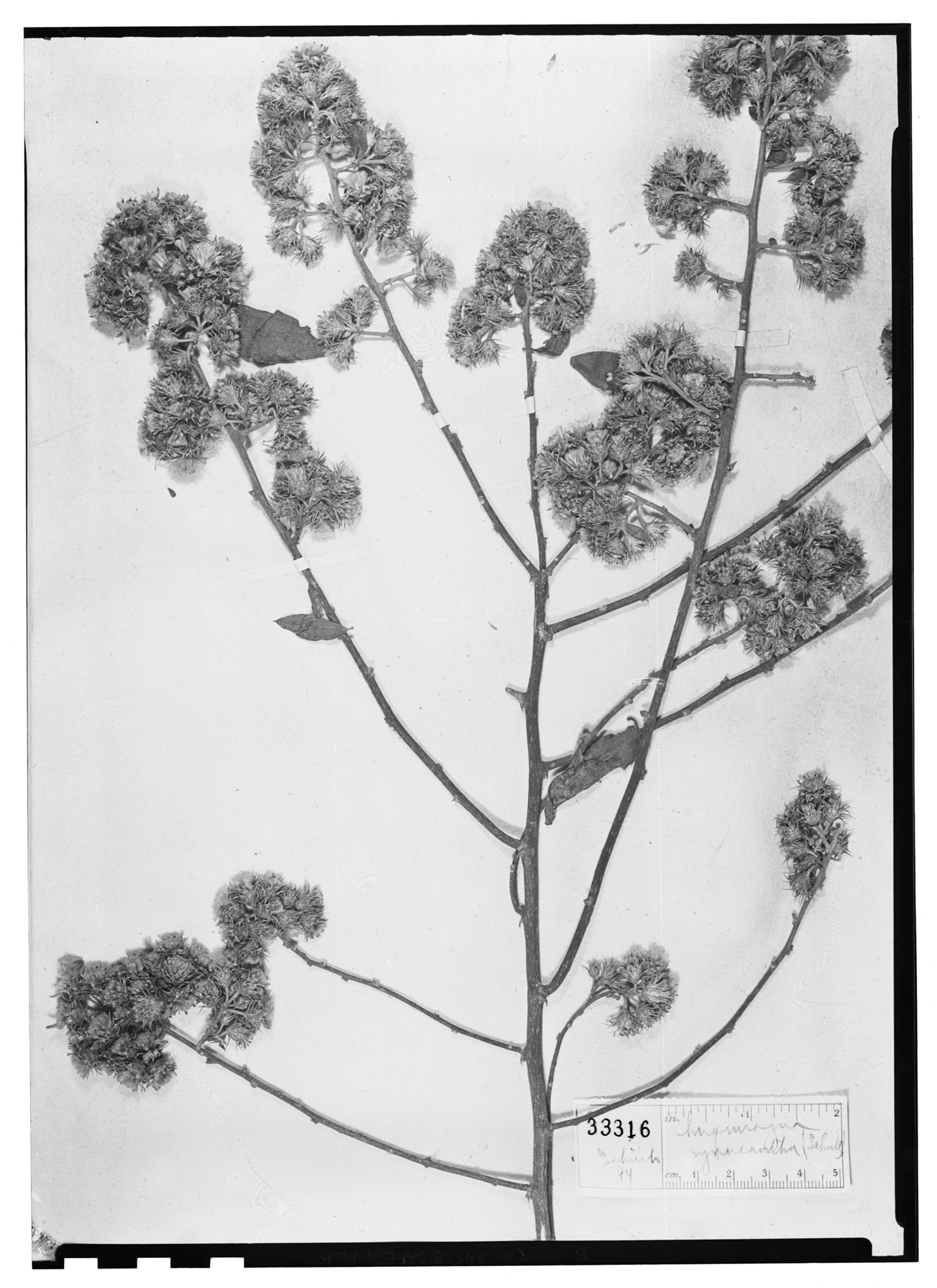 Dasyphyllum synacanthum image