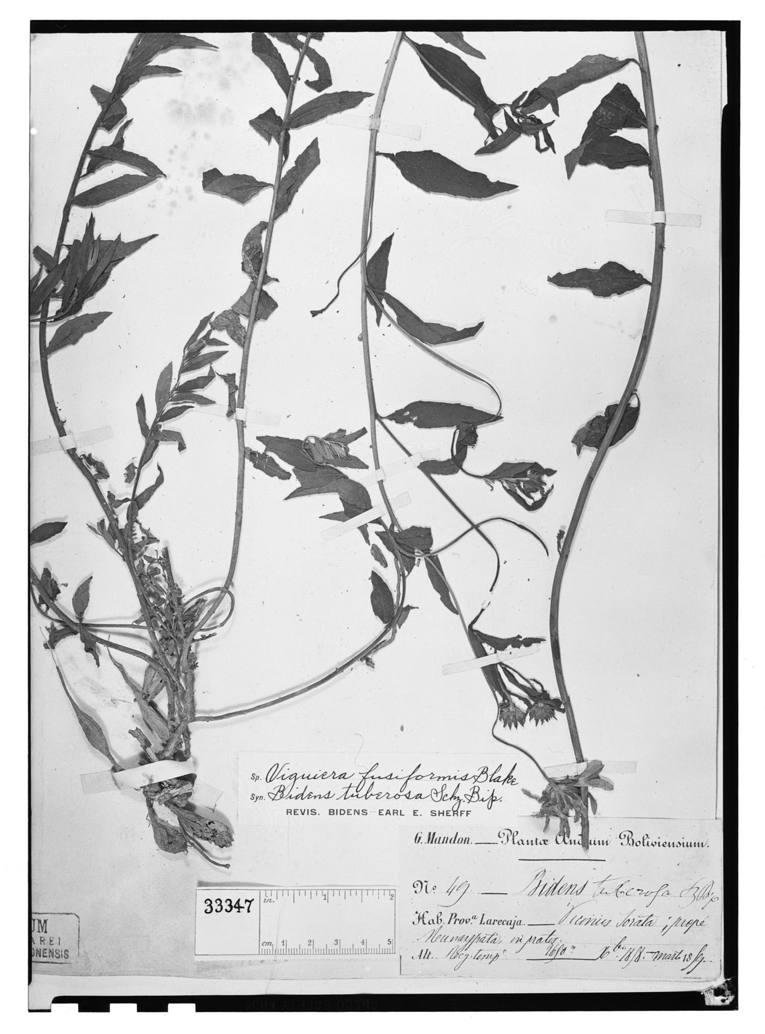 Viguiera fusiformis image