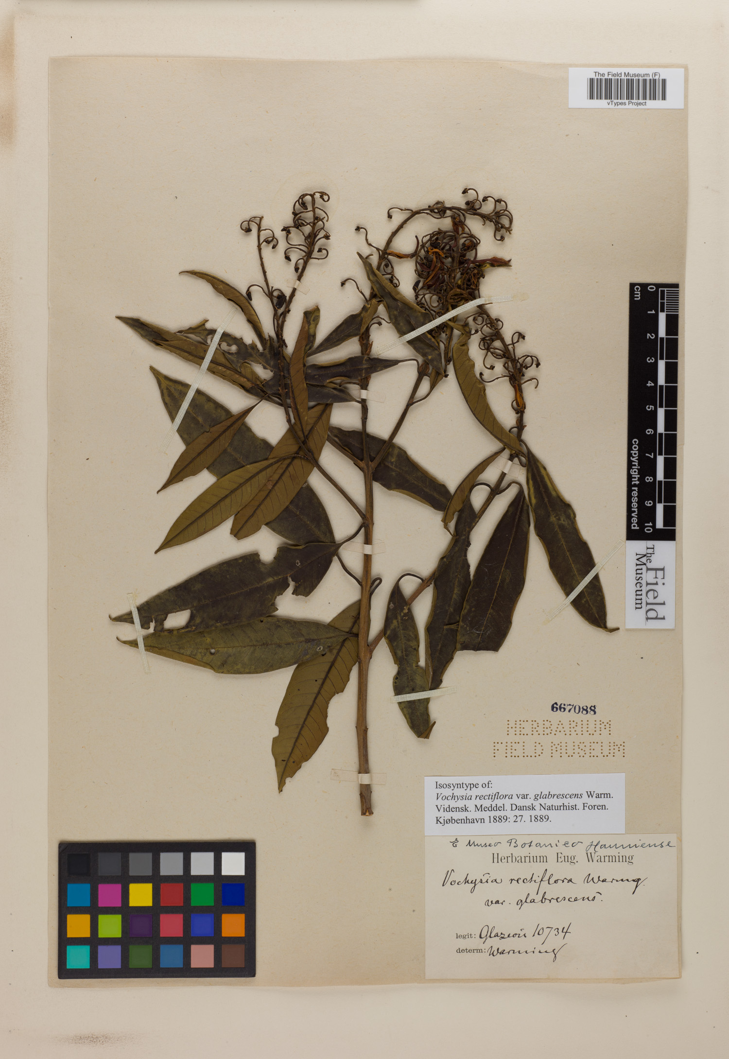 Vochysia rectiflora var. glabrescens image