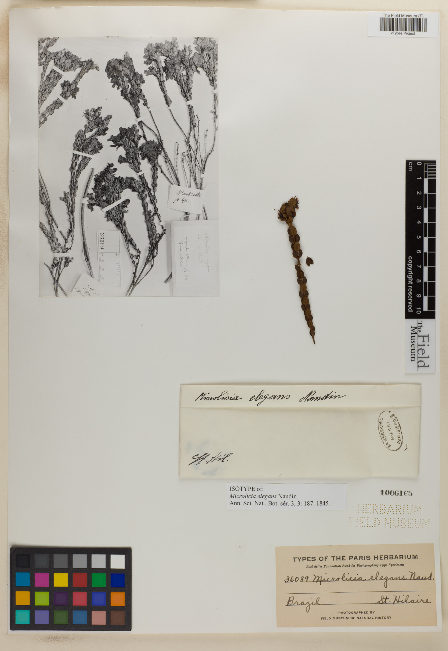 Microlicia elegans image