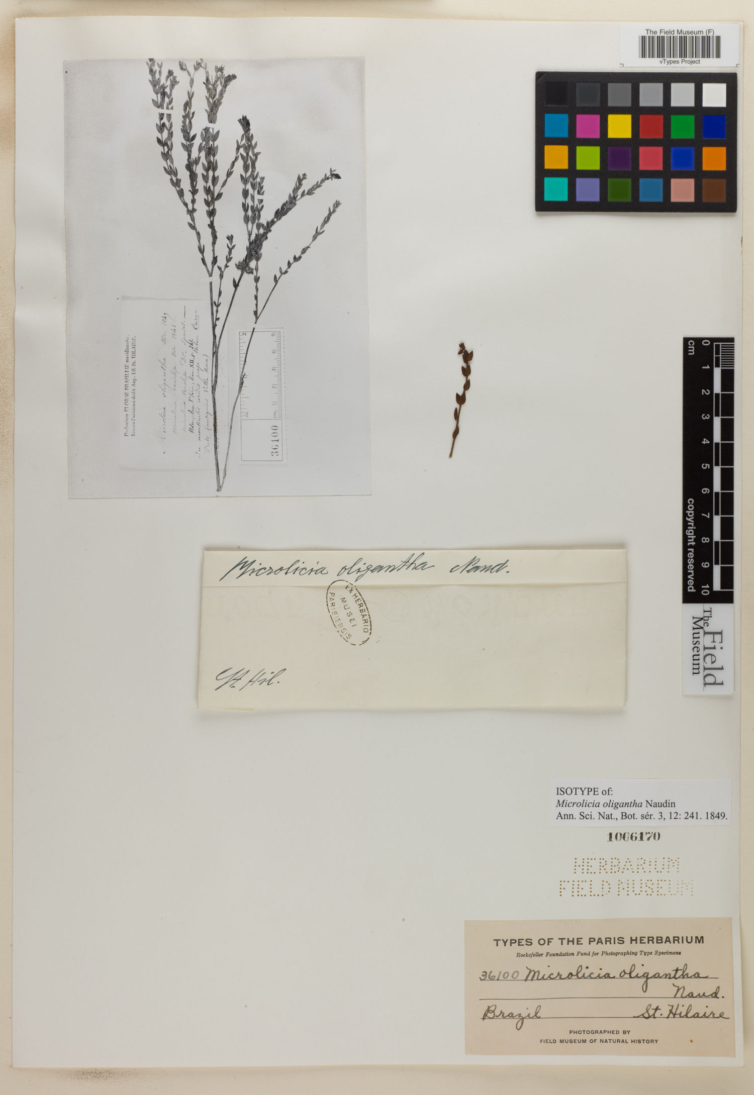 Microlicia confertiflora image