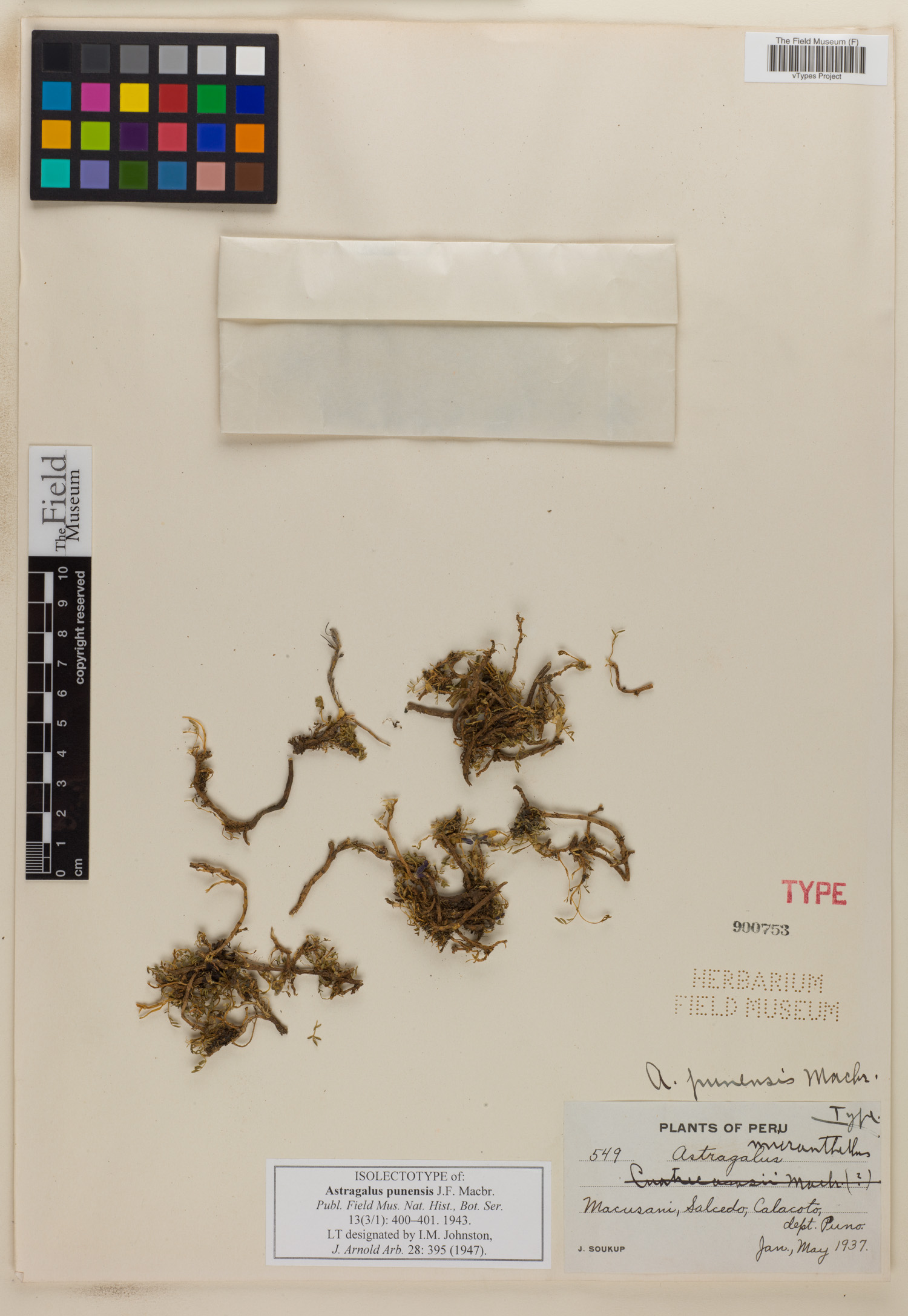 Astragalus punensis image