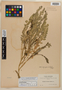 Astragalus sinocarpus image