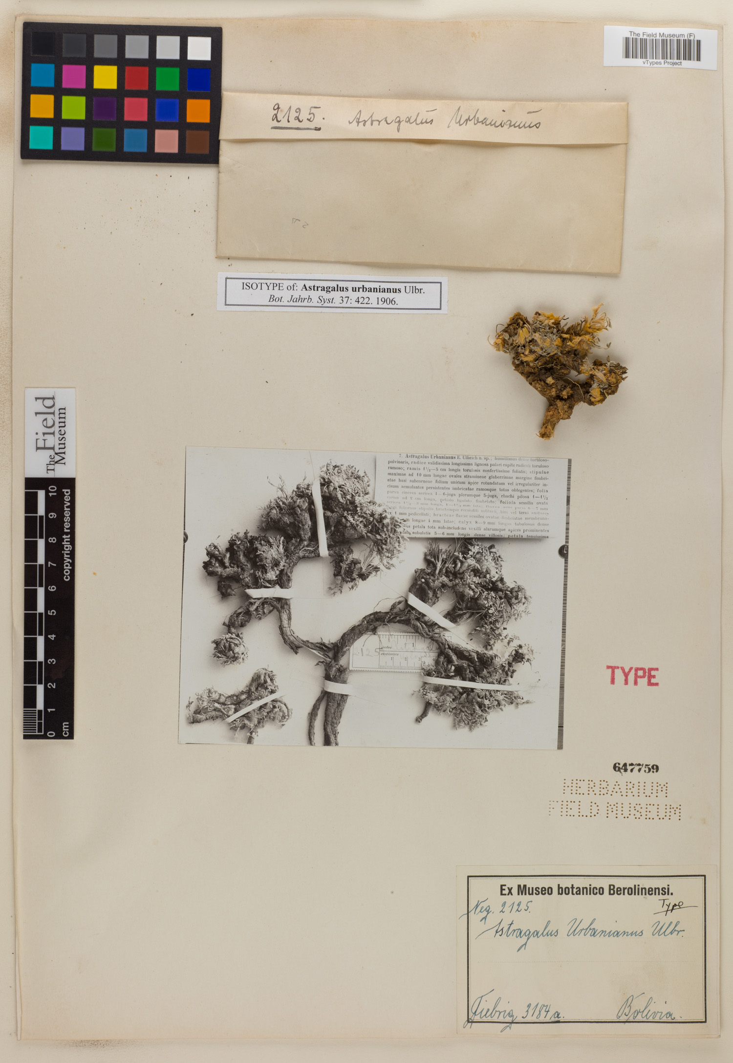 Astragalus urbanianus image