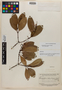 Retiniphyllum maguirei image