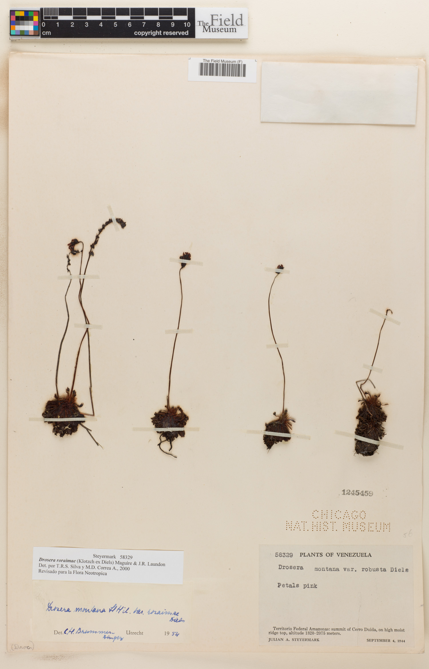 Drosera roraimae image