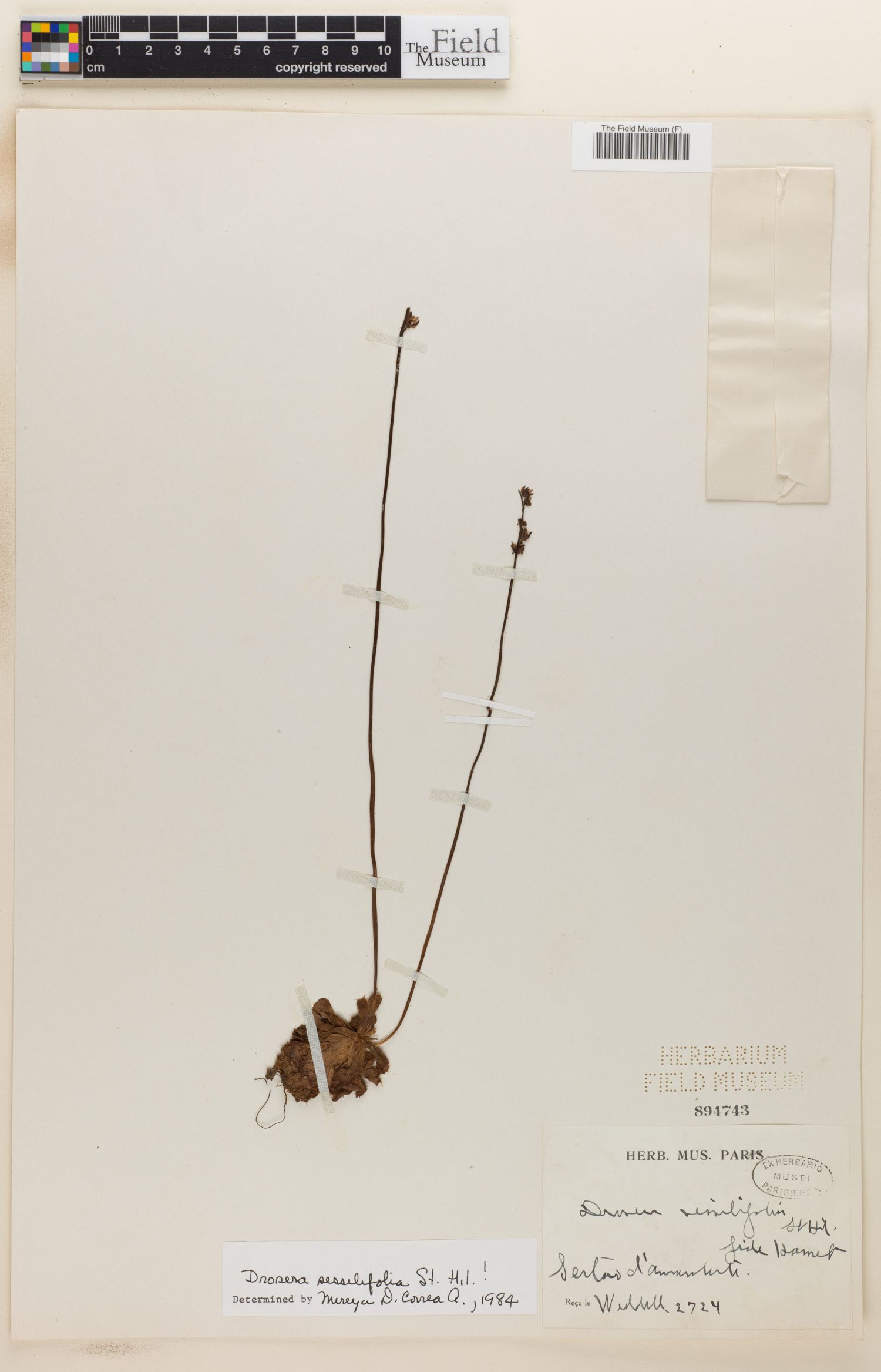 Drosera sessilifolia image