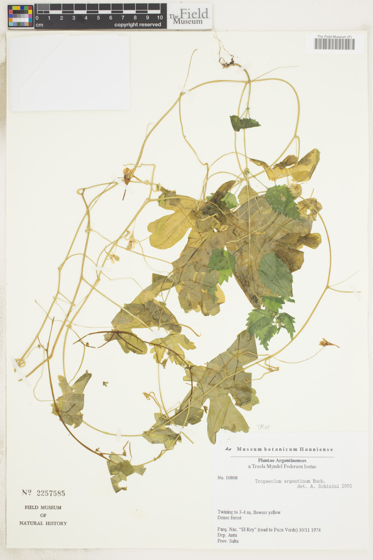 Tropaeolum argentinum thumbnail