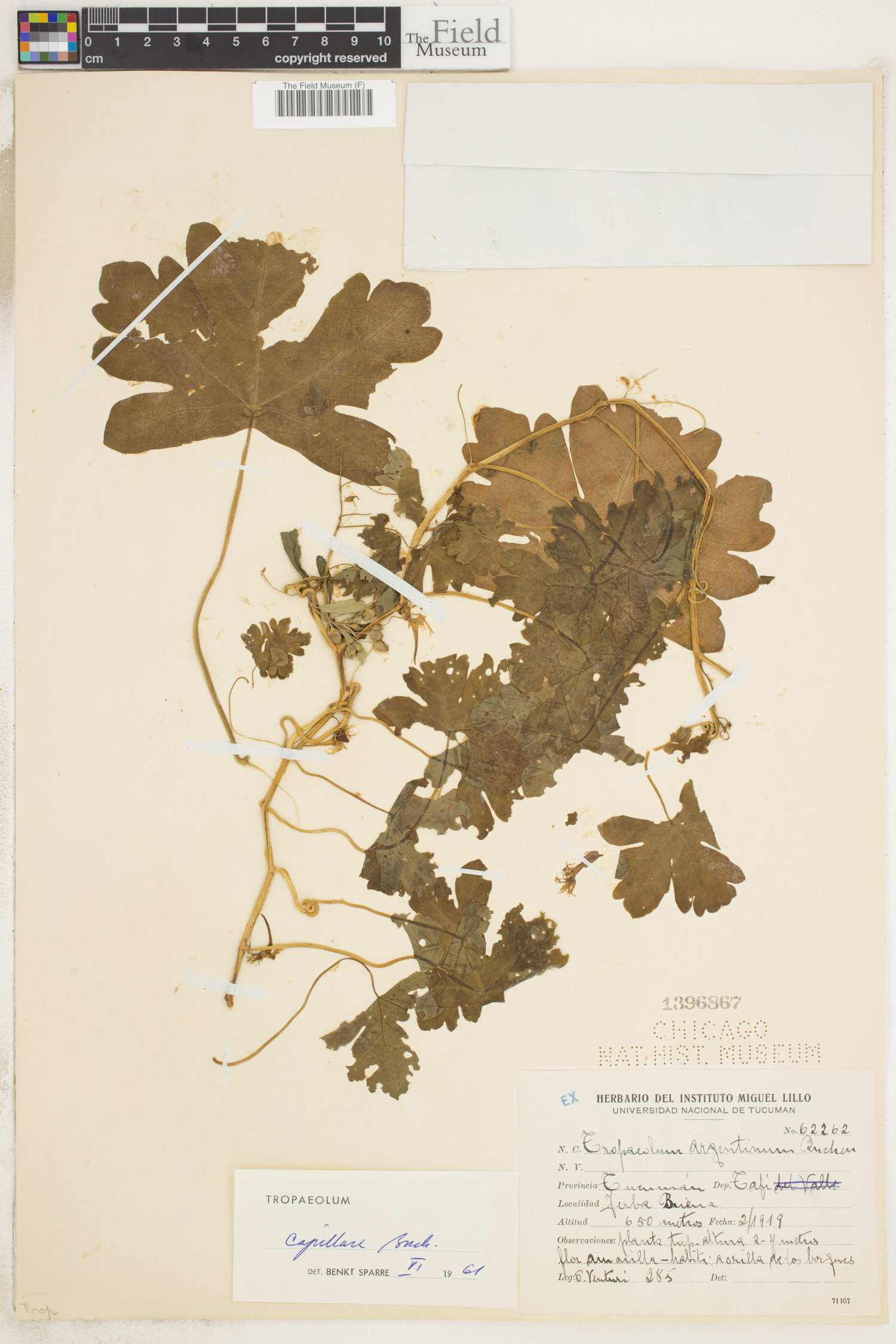 Tropaeolum capillare image