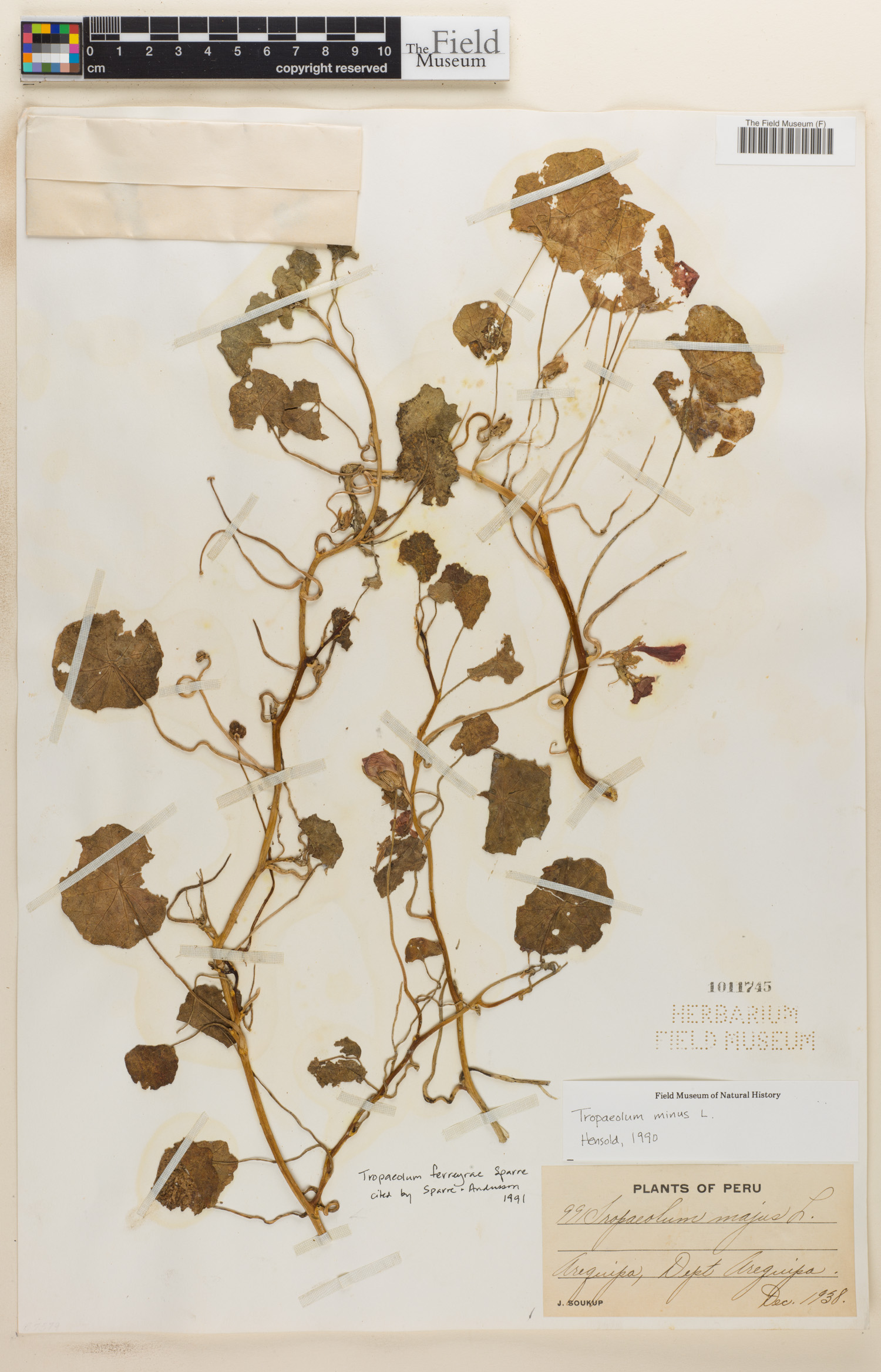 Tropaeolum ferreyrae image