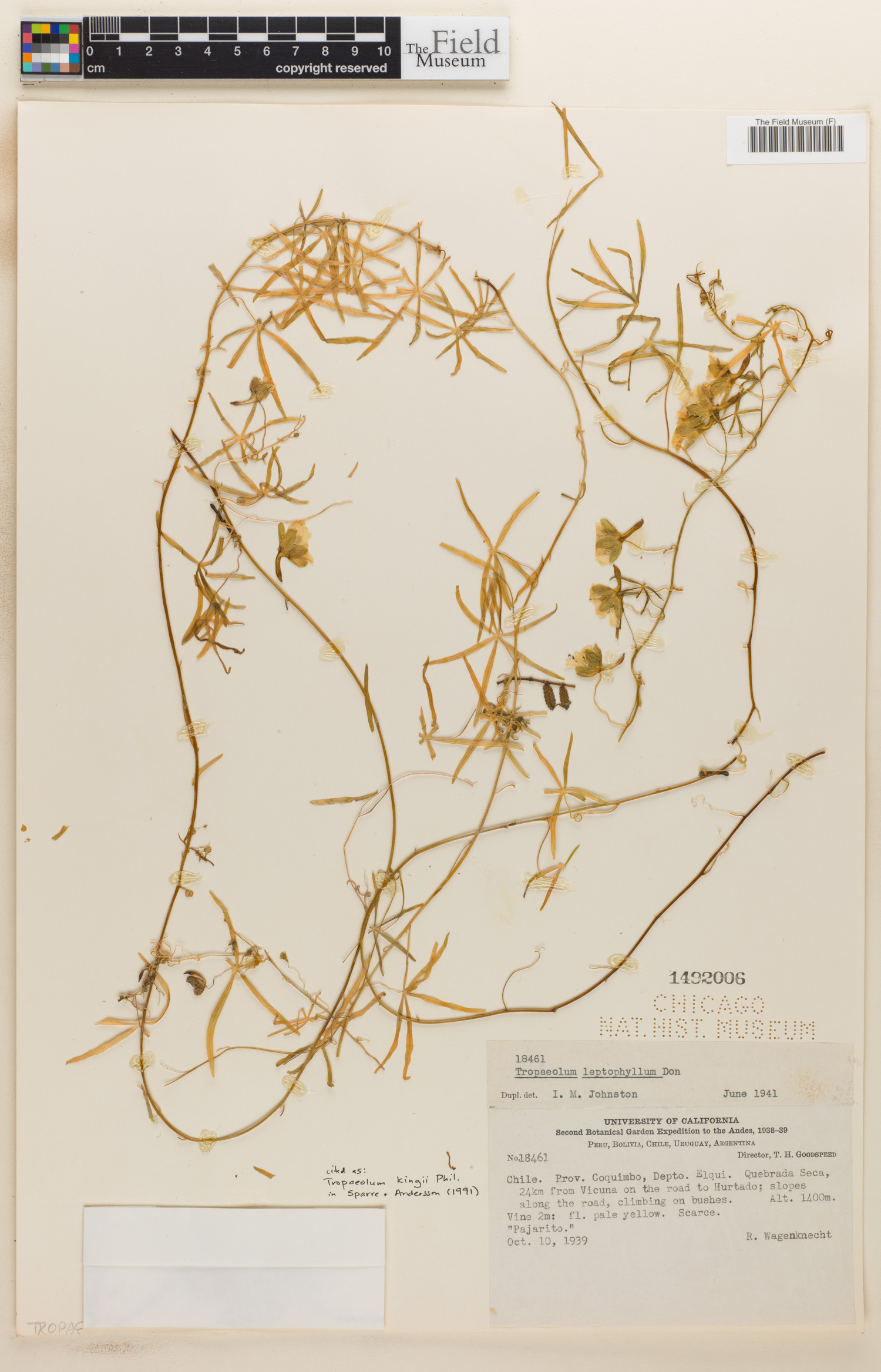 Tropaeolum kingii image