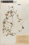 Tropaeolum pentaphyllum image