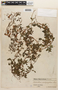Tropaeolum pentaphyllum image
