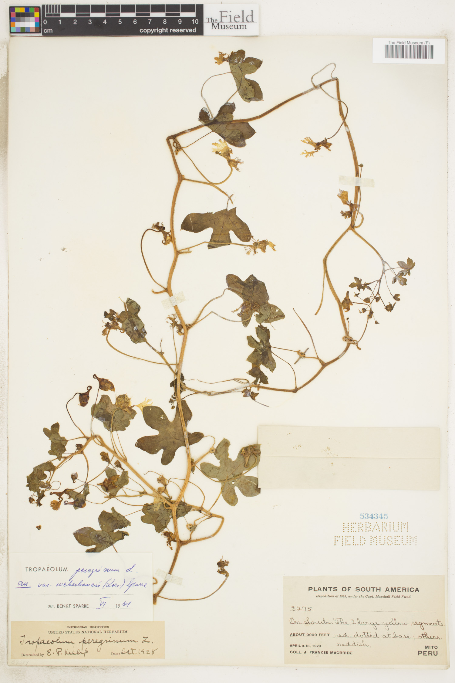 Tropaeolum peregrinum var. weberbaueri image
