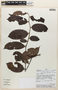 Diospyros capreifolia image
