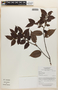 Diospyros capreifolia image