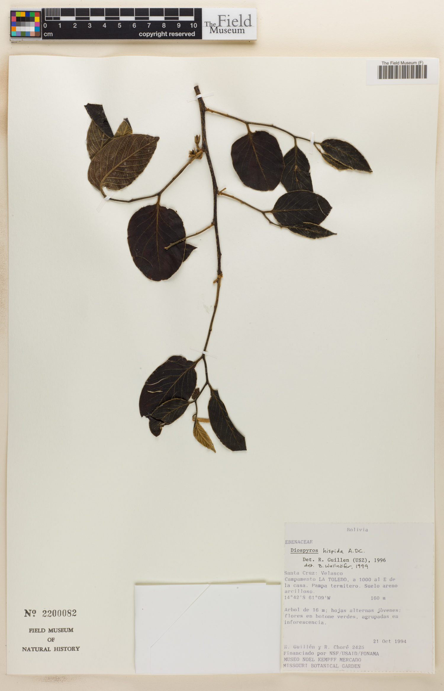 Diospyros hispida image