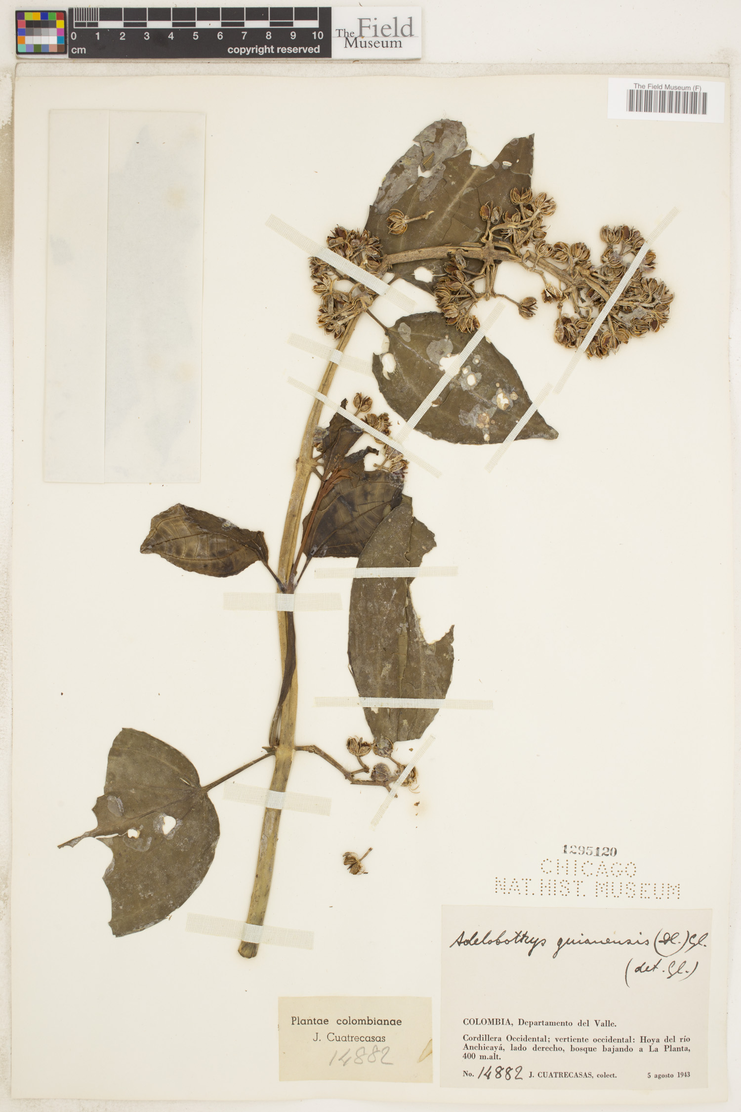 Adelobotrys adscendens image