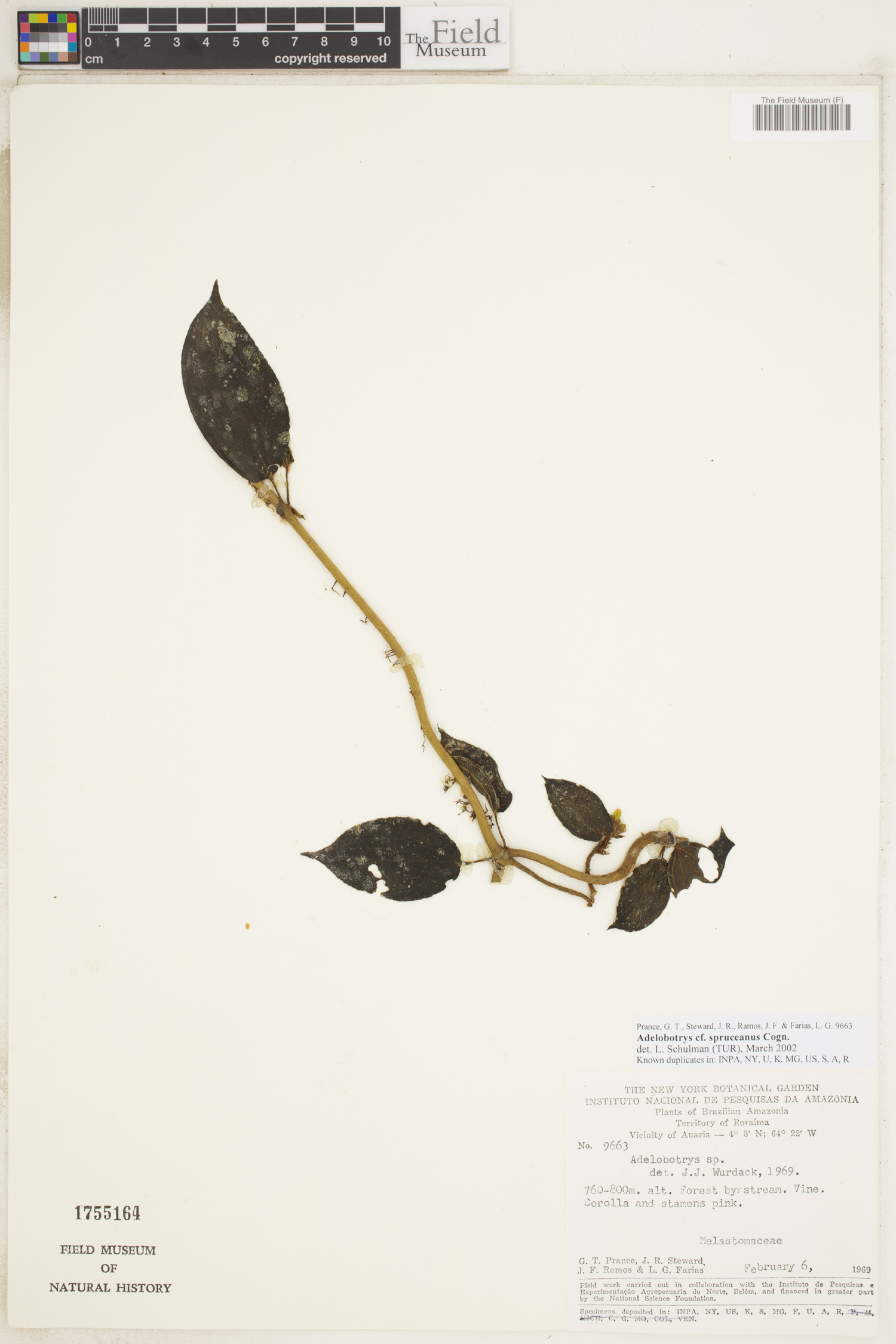 Adelobotrys spruceanus image