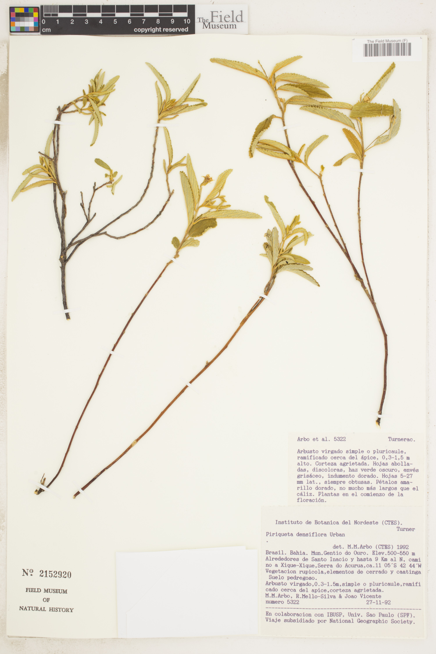 Piriqueta densiflora image