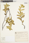 Piriqueta sidifolia image