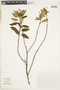 Piriqueta sidifolia image